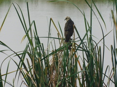 Rostrhamus sociabilis