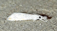 Haimbachia squamulellus
