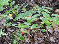 Prosartes lanuginosa