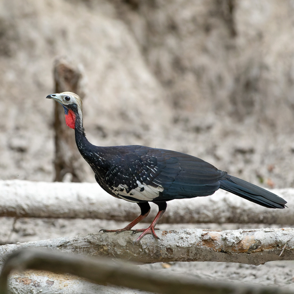 Red-throated Piping-Guan photo