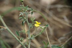 Medicago