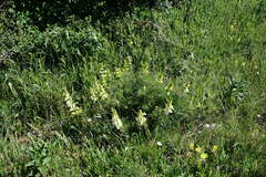 Salvia scabiosifolia