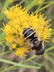 Eristalis hirta