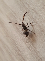 Coreus marginatus