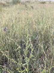 Chenopodium leptophyllum