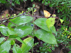 Polygonatum