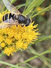 Eristalis hirta