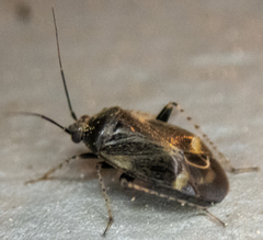 Plagiognathus obscurus