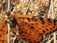 Melitaea