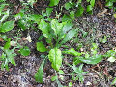 Solidago arguta