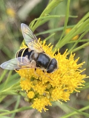 Eristalis hirta