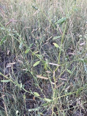 Chenopodium leptophyllum