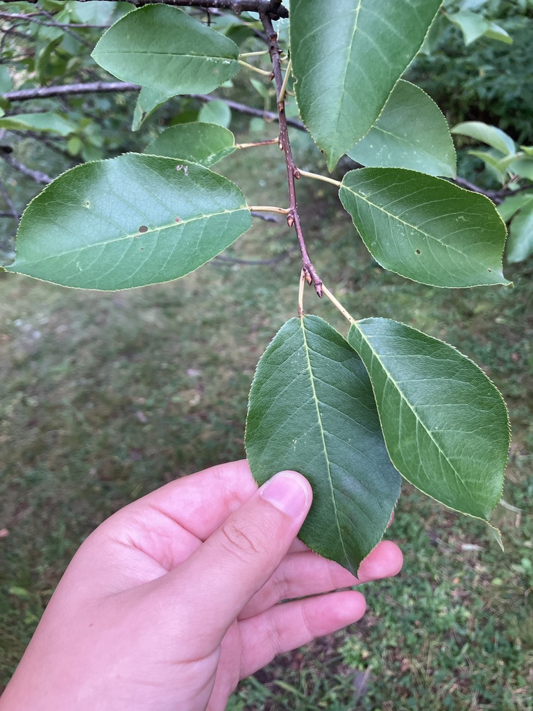 chokecherry from Michigan Technological University, Houghton, MI, US on