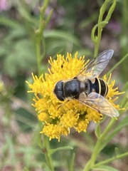 Eristalis hirta