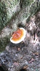 Ganoderma tsugae
