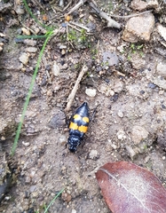 Nicrophorus vespilloides
