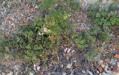 Pelargonium peltatum