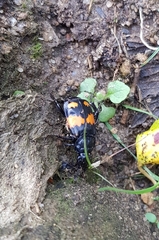Nicrophorus vespilloides
