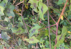 Pelargonium peltatum