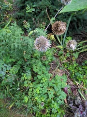 Echinops sphaerocephalus