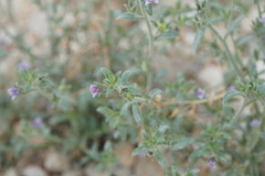 Chaenorhinum litorale