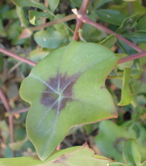 Pelargonium peltatum