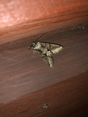 Allophyes oxyacanthae