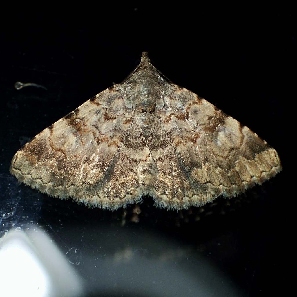 Bird Toxonprucha