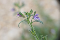 Chaenorhinum litorale