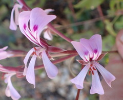 Pelargonium peltatum