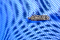 Scrobipalpa ocellatella