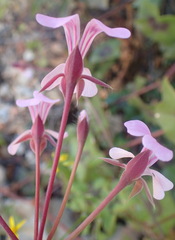 Pelargonium peltatum