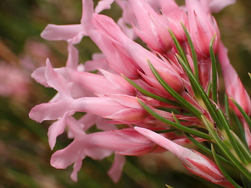 Erica astroites