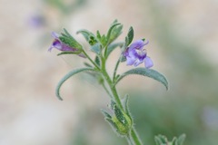 Chaenorhinum litorale