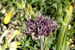 Allium cyrillii