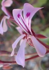 Pelargonium peltatum