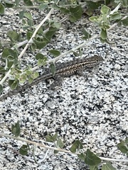 Uta stansburiana elegans