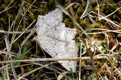 Gnophini