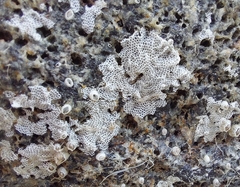 Einhornia crustulenta