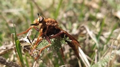 Asilus crabroniformis