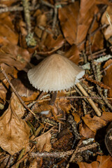 Lepiota clypeolaria