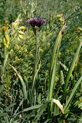 Allium cyrillii