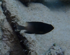 Stegastes partitus