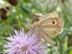 Heliocheilus paradoxus