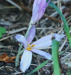 Colchicum lusitanum