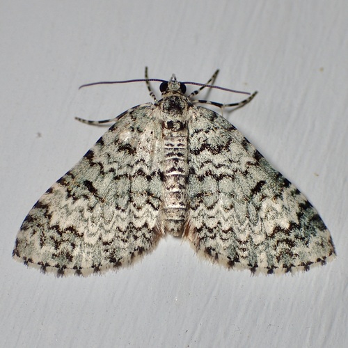 Spargania viridescens