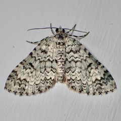 Spargania viridescens