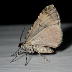 Spargania viridescens