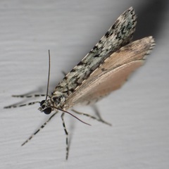 Spargania viridescens