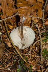 Lepiota clypeolaria